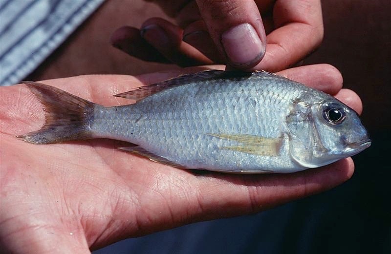 Lethrinops sp. 'silver crescent' Tchinga Reef